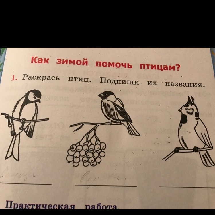 Рассмотрите рисунки подпишите названия отрядов и видов птиц изображенных на них