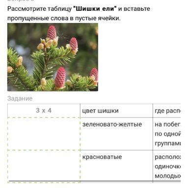 Таблица ели. Таблицу шишки ели и вставьте пропущенные слова в пустые ячейки. Рассмотрите таблицу 