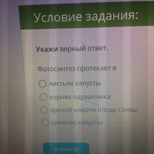 7 укажи верный ответ. Дыхание протекает в семенах капусты. Дыхание протекает в семенах одуванчика. Дыхание протекает в листьях бузины. Дыхание протекает в корнях капусты.