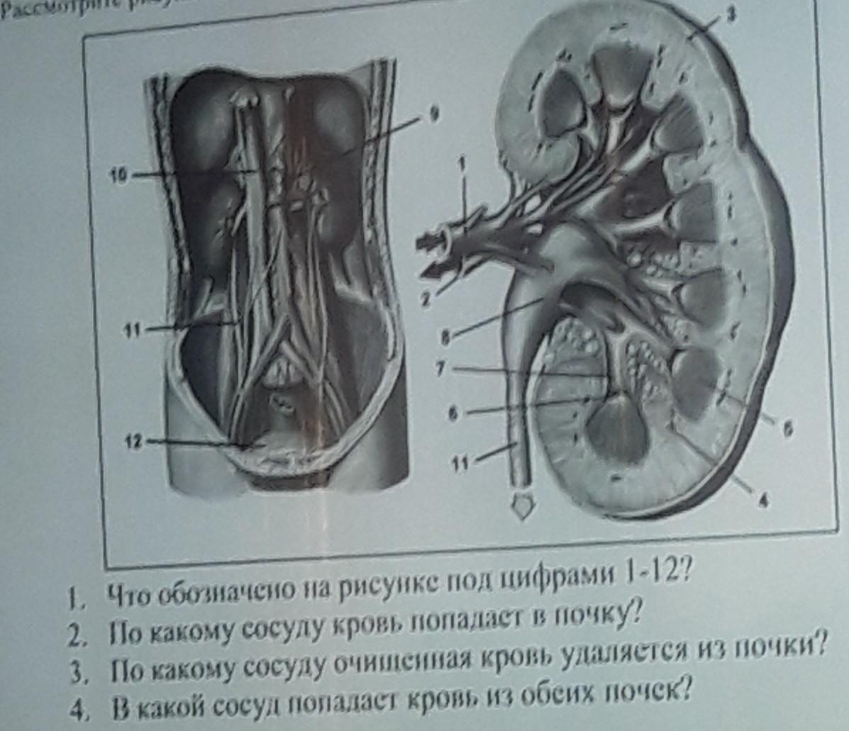 Что обозначено под цифрами. Что изображено на рисунке под цифрой 1. Под цифрой 5 на рисунке обозначены. Почка под цифрами. Что обозначено на рисунке под цифрой 2.