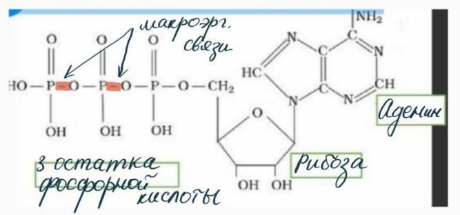 Аденин рибоза три. АТФ молекула макроэргическая связь. Макроэргическое соединение АТФ. Молекула какого вещества изображена на рисунке аденин рибоза ррр. Какие соединения участвуют в переносе остатков фосфорной кислоты.