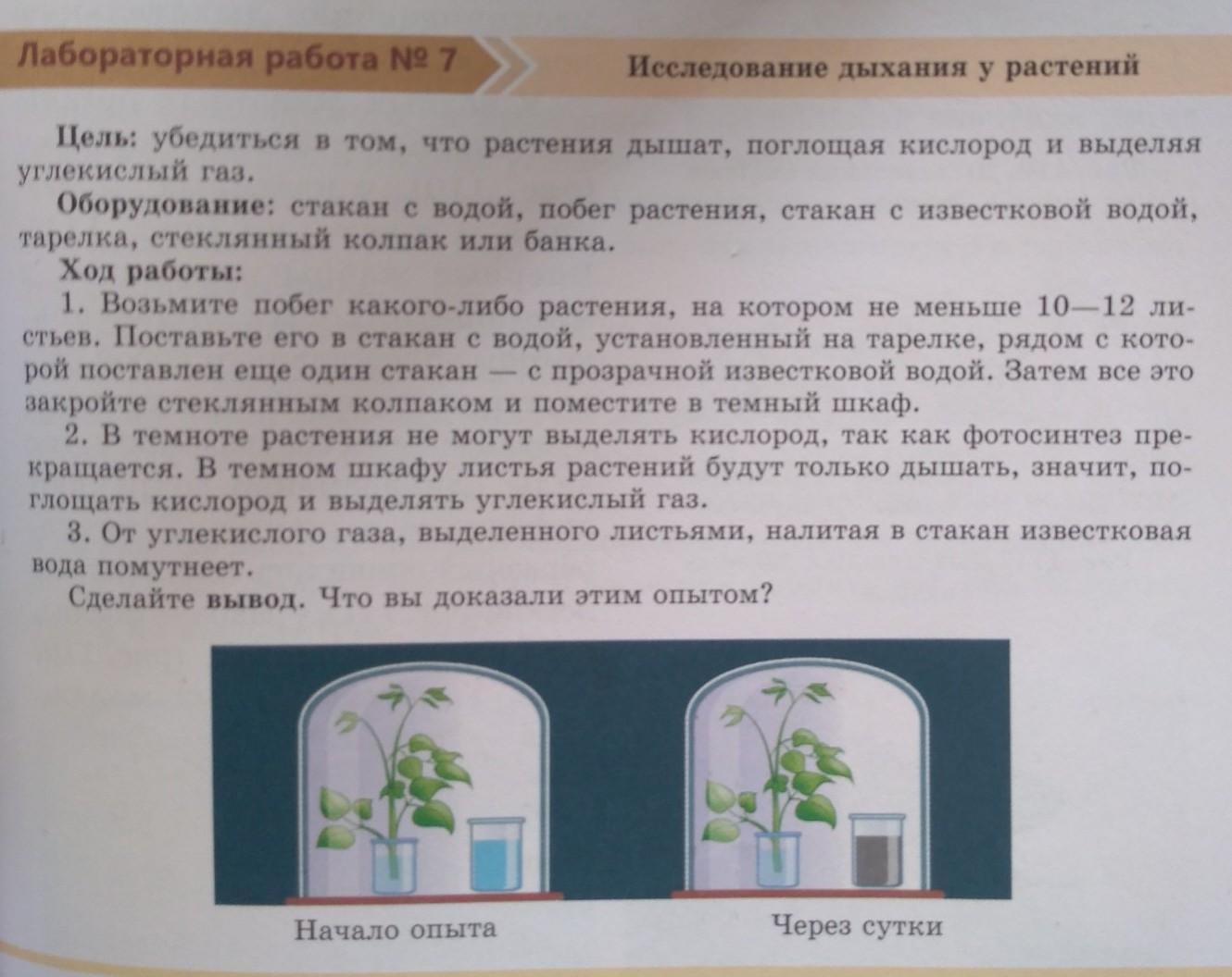 Цель работы растения. Лабораторные работы по дыханию растений. Известно что растения дышат. Лабораторная работа по дыханию семян. Изучение способов дыхания у животных лабораторная работа.