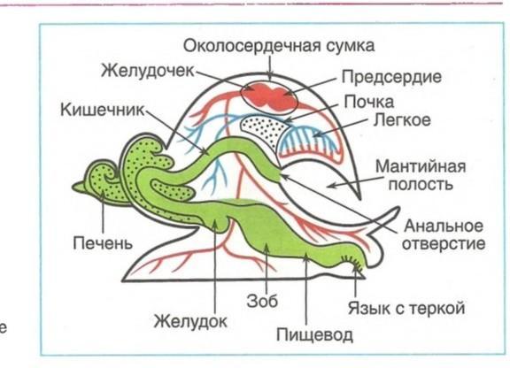 Рассмотри рисунок укажи названия органов указанных цифрами и отметь к какой системе они относятся