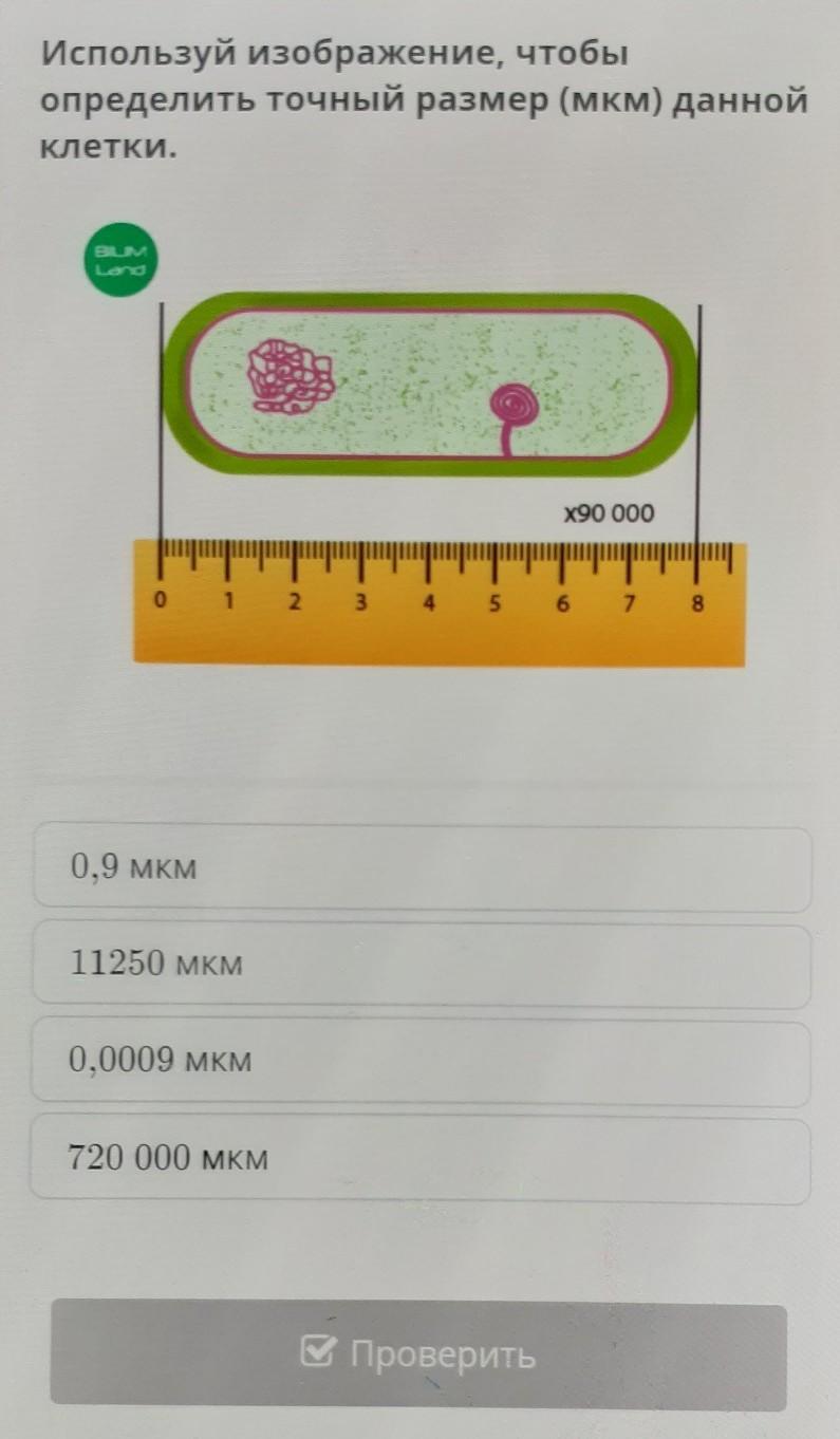 Давай клетку. Размеры клеток в мкм. Размерная клетка. Размер клетки лука мкм. Посчитать размер клетки в мкм.