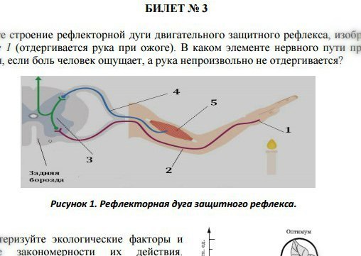 Схема рефлекторной дуги отдергивания руки от горячего предмета