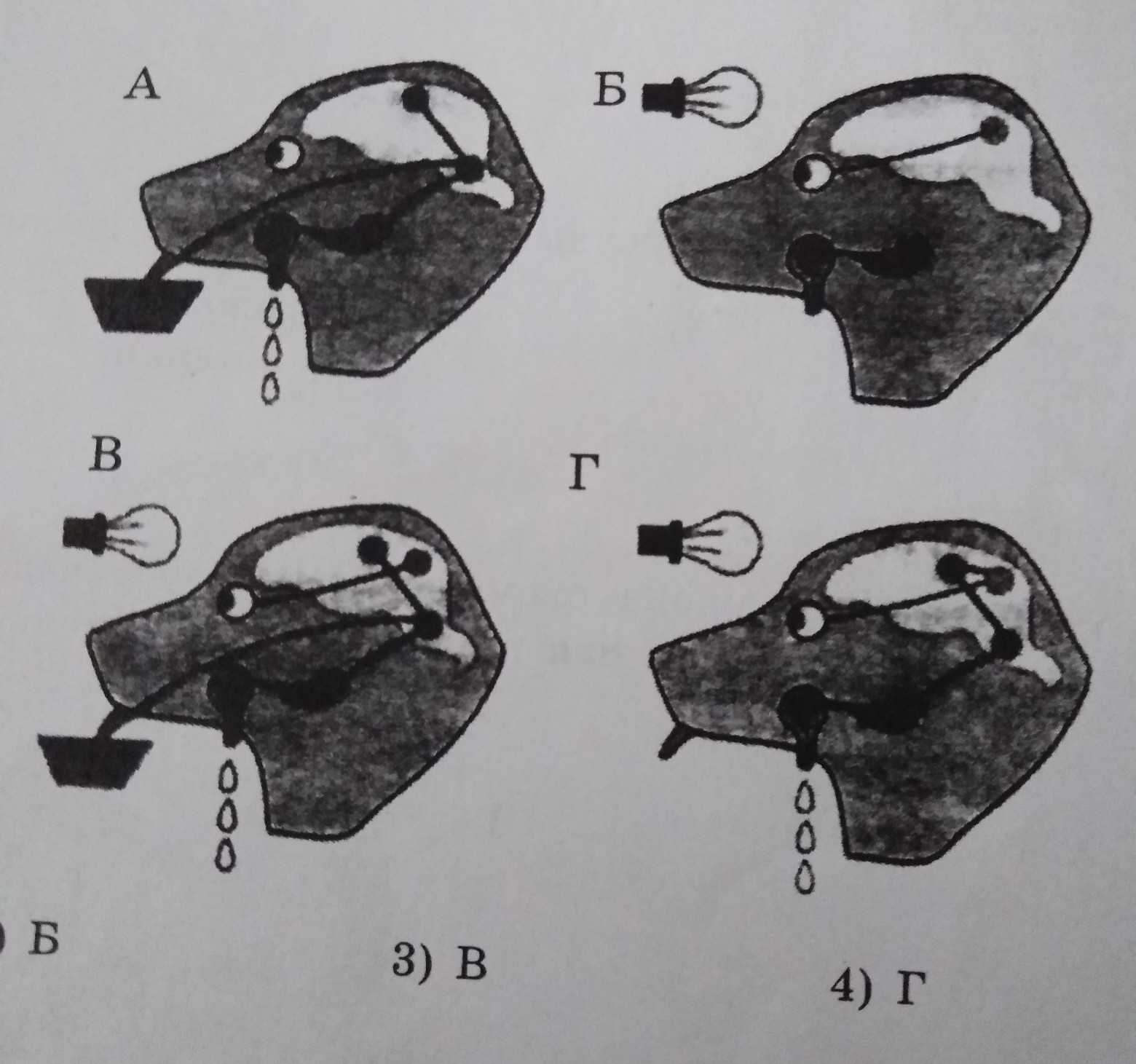На рисунках под буквами а г изображены стадии образования условного рефлекса у собаки