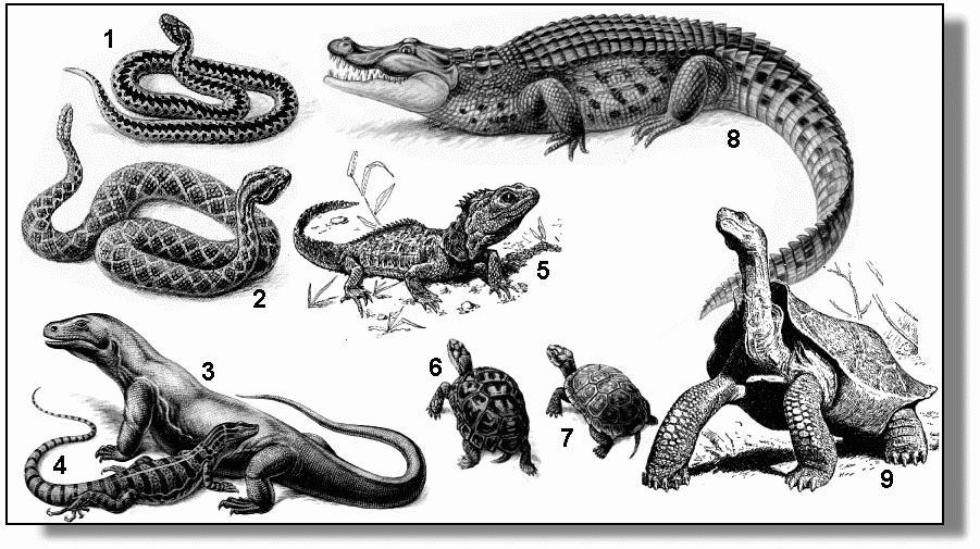 Змеи относятся к отряду черепахи чешуйчатые крокодилы. Чешуйчатые пресмыкающиеся. Рептилии представители. Рептилии рисунок. Пресмыкающиеся рисунок.