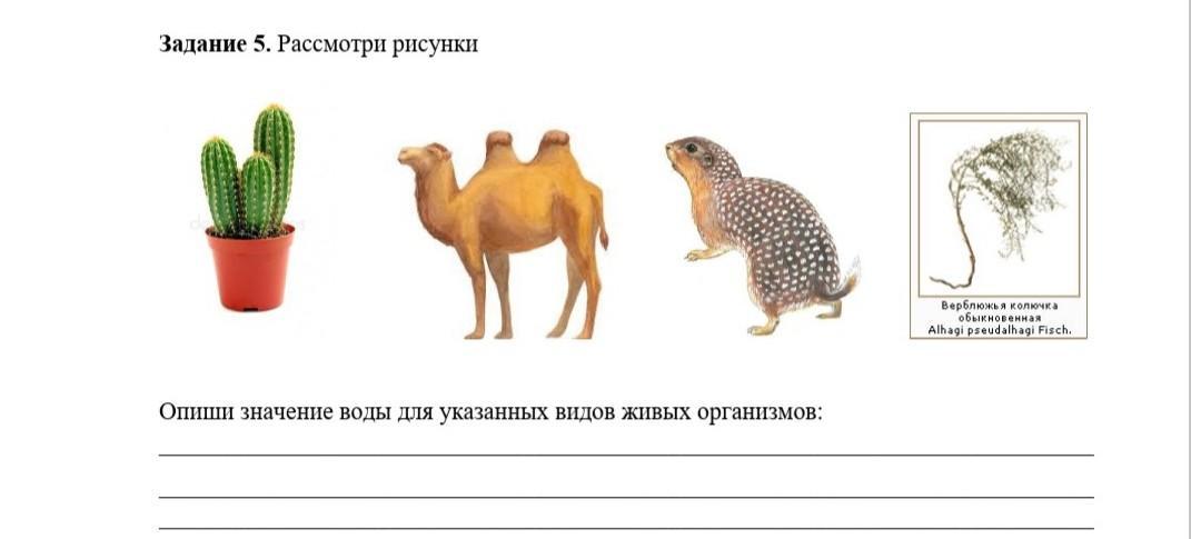 Рассмотрите изображение и определите вид деятельности. Рассмотрите картинки с изображением живых организмов. рассмотри рисунок и определи значение m. рассмотри рисунки и звуковые обозначения слов животные.