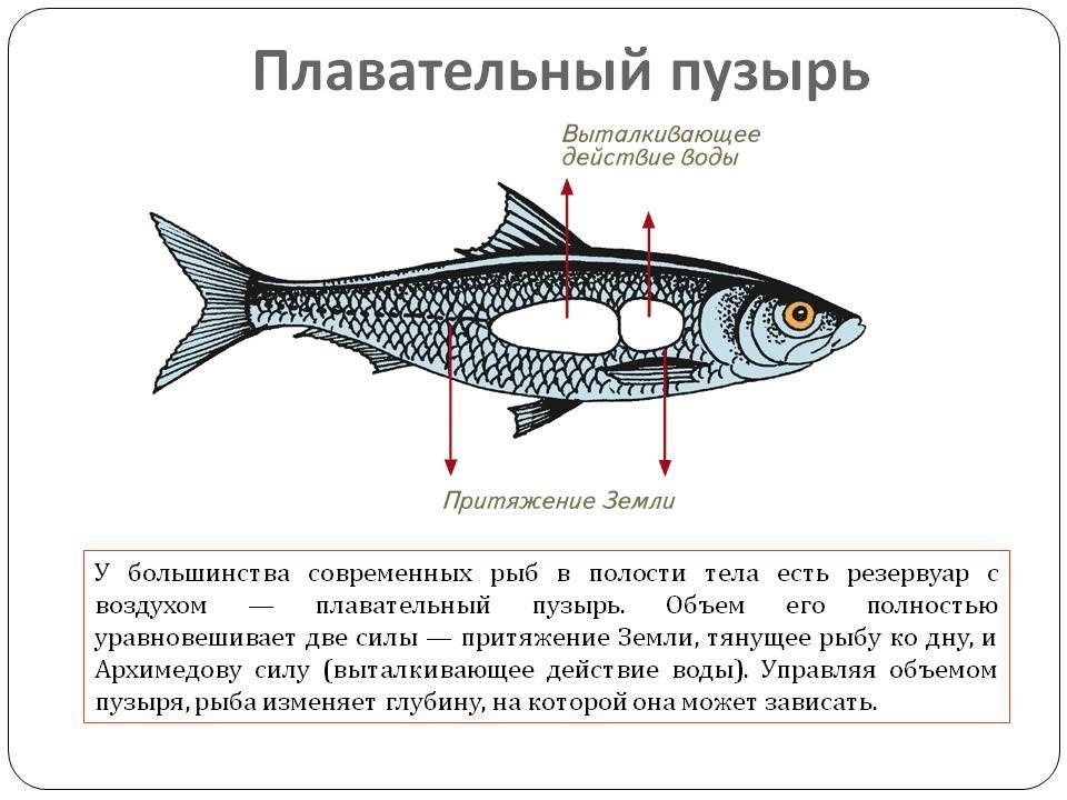 Какая система органов изображена на рисунке рыба