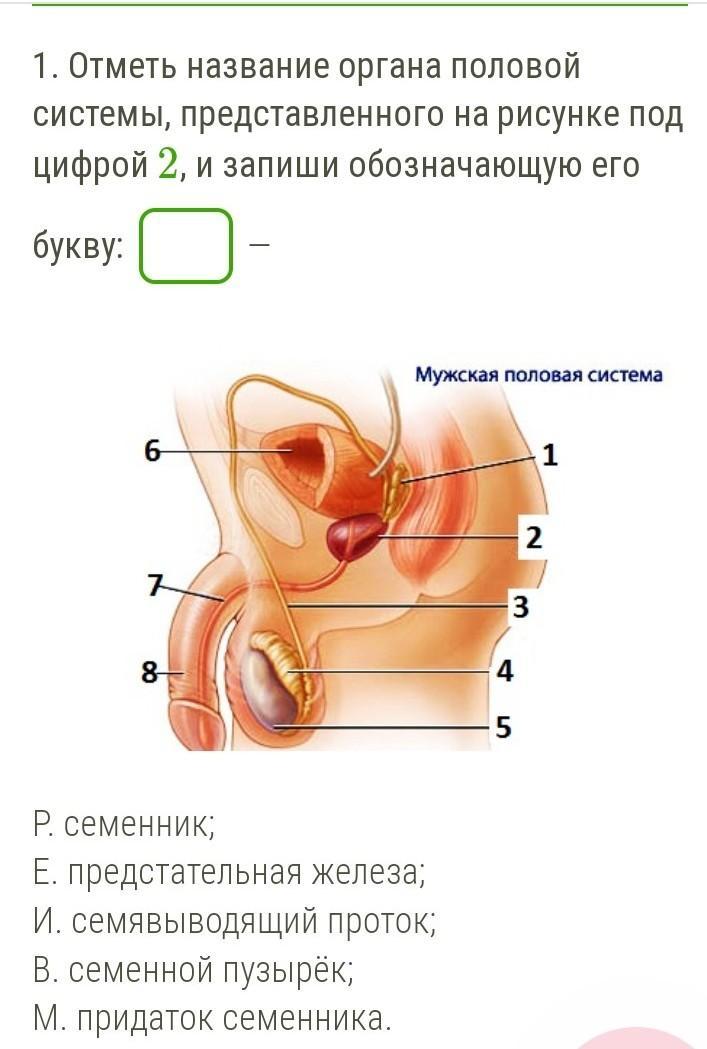 Запиши название органа обозначенного на рисунке цифрой 3