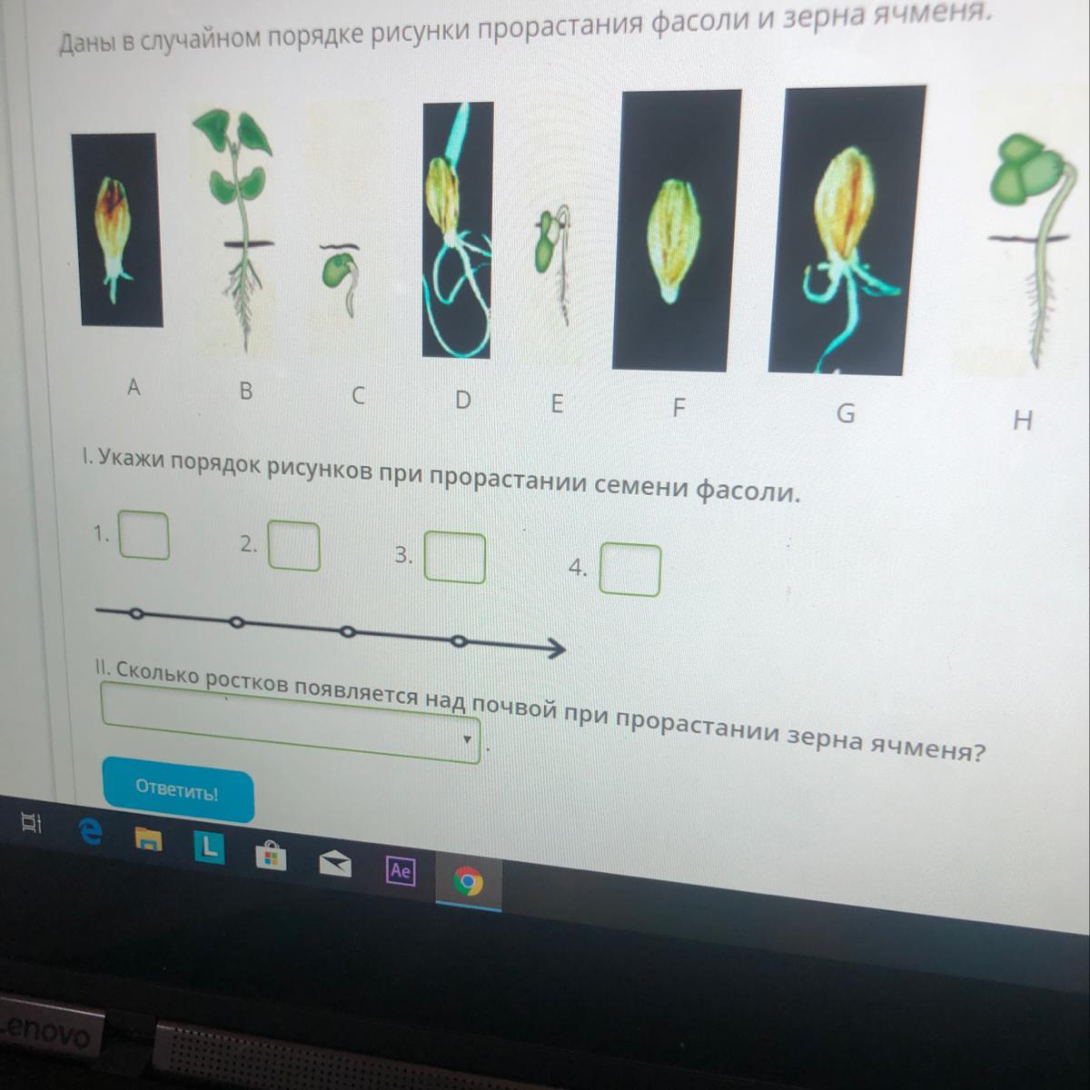 Рисунки прорастания фасоли и зерна ячменя даны в случайном порядке укажите порядок рисунков
