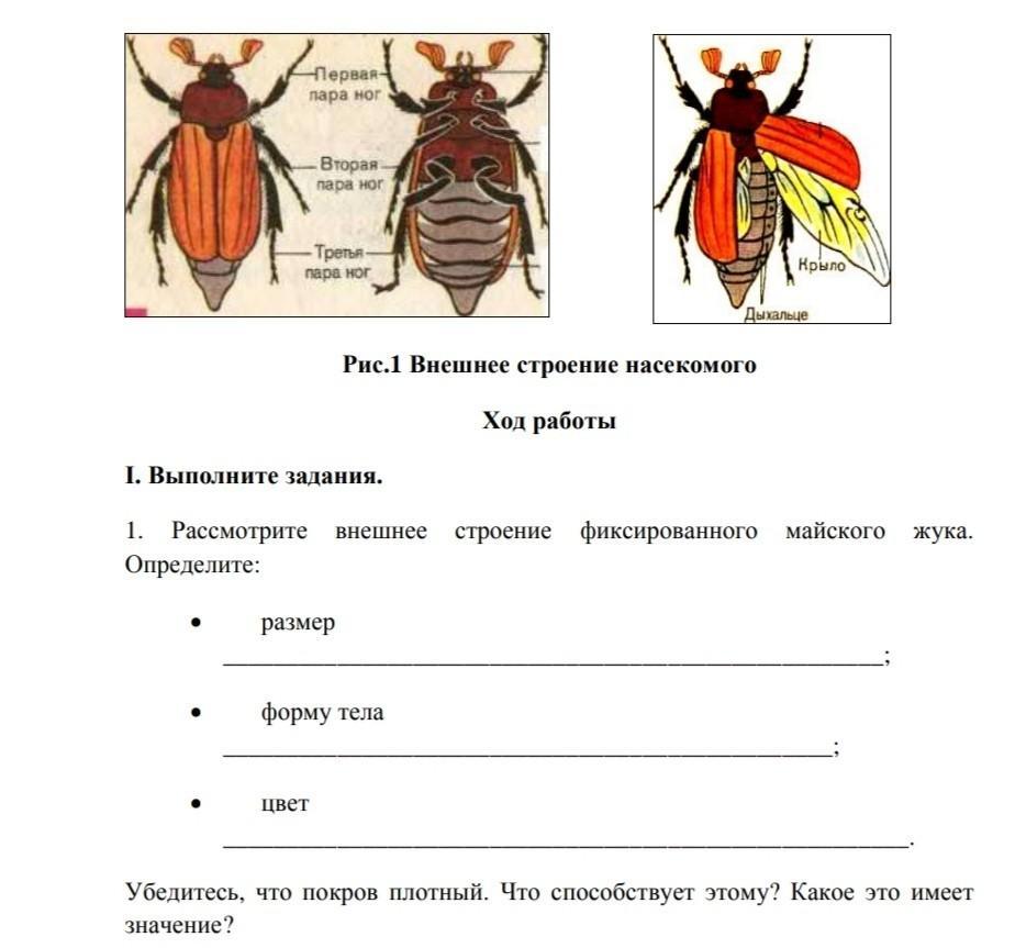 Лабораторная работа внешнее строение насекомого. Строение майского жука таблица. Форма усиков у майского жука. Внешнее строение жука. Внешнее строение майского жука.