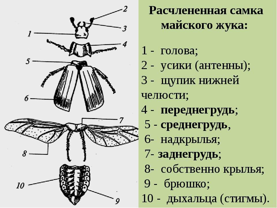 Строение майского жука рисунок