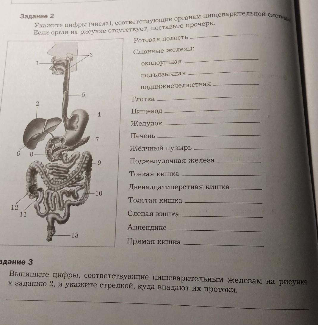 На схеме пищеварительной системы голубя мускульный желудок обозначен цифрой ответ