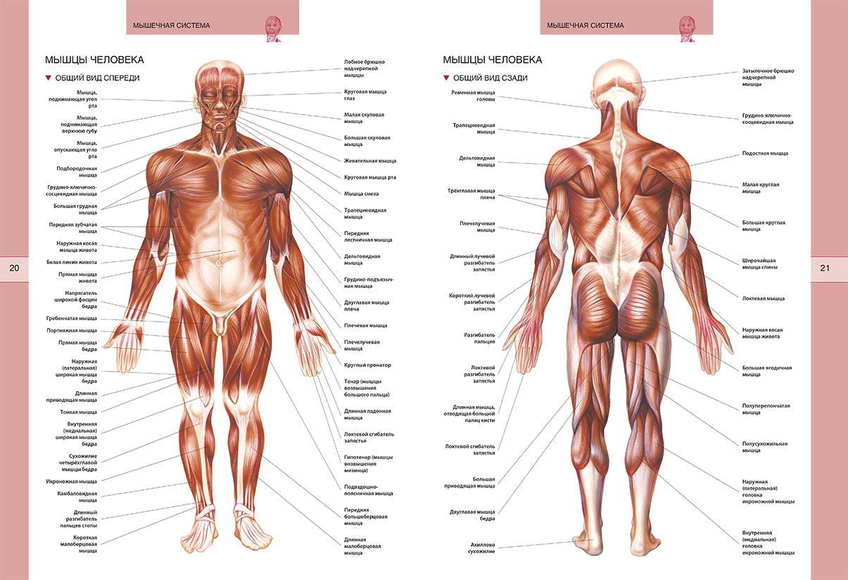 Научное название человека. Анатомия человека атлас скелет и мышцы. Атлас мышечной системы человека. Мышечная система человека схема. Мышцы туловища человека анатомия атлас.