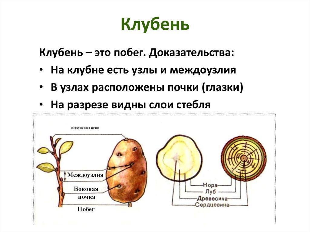 Какие органы изображены на рисунке в чем заключается их сходство и отличие корень и корневище