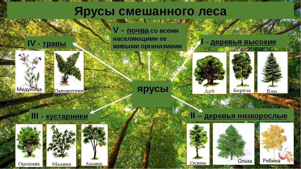 Рассмотрите рисунок 142 учебника поясните какие растения размещаются в разных надземных ярусах