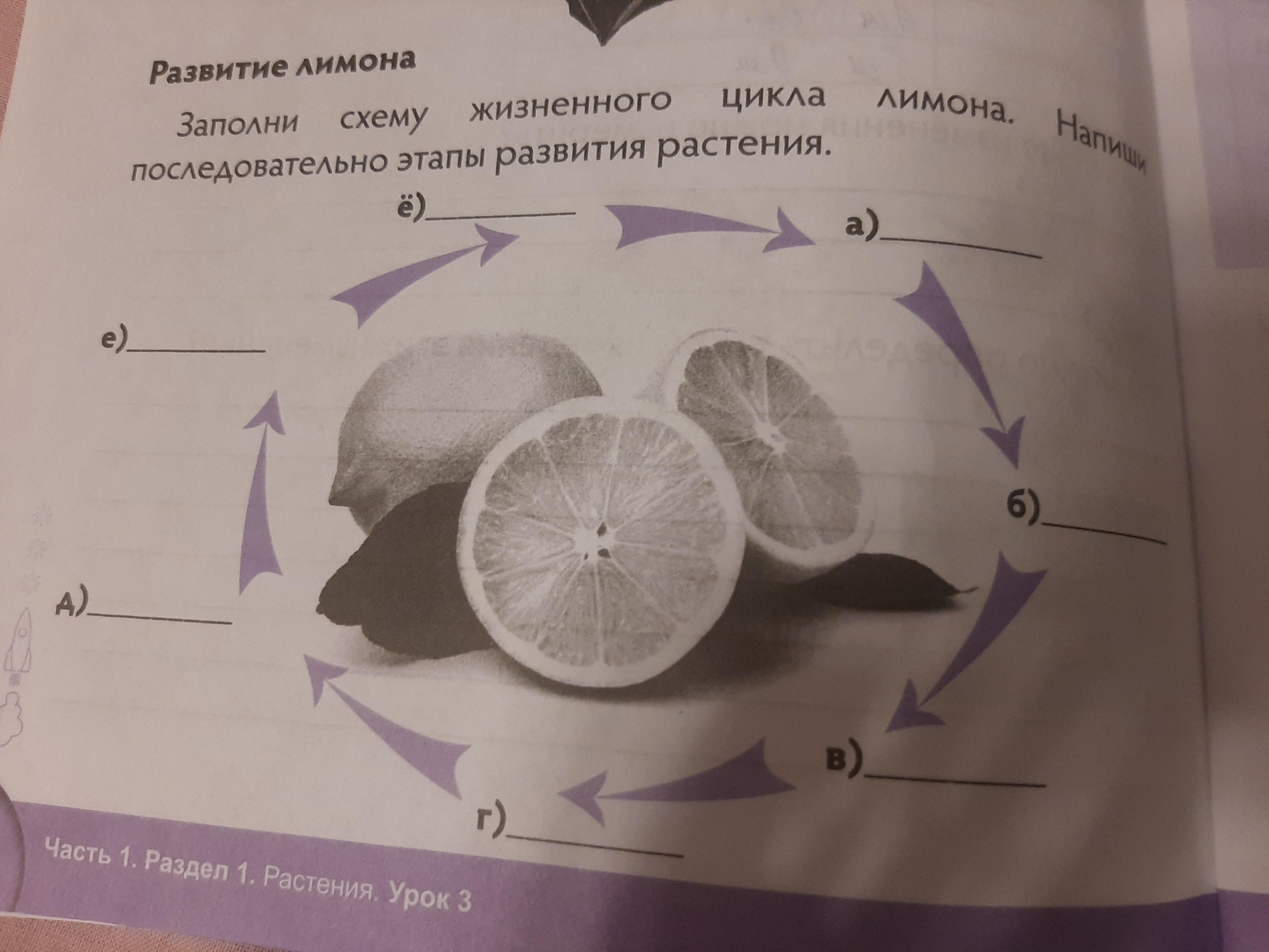 Рассмотрите схему жизненного. Рассмотрите схему жизненного