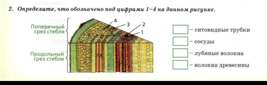 Какой цифрой на рисунке обозначена лава 5 класс