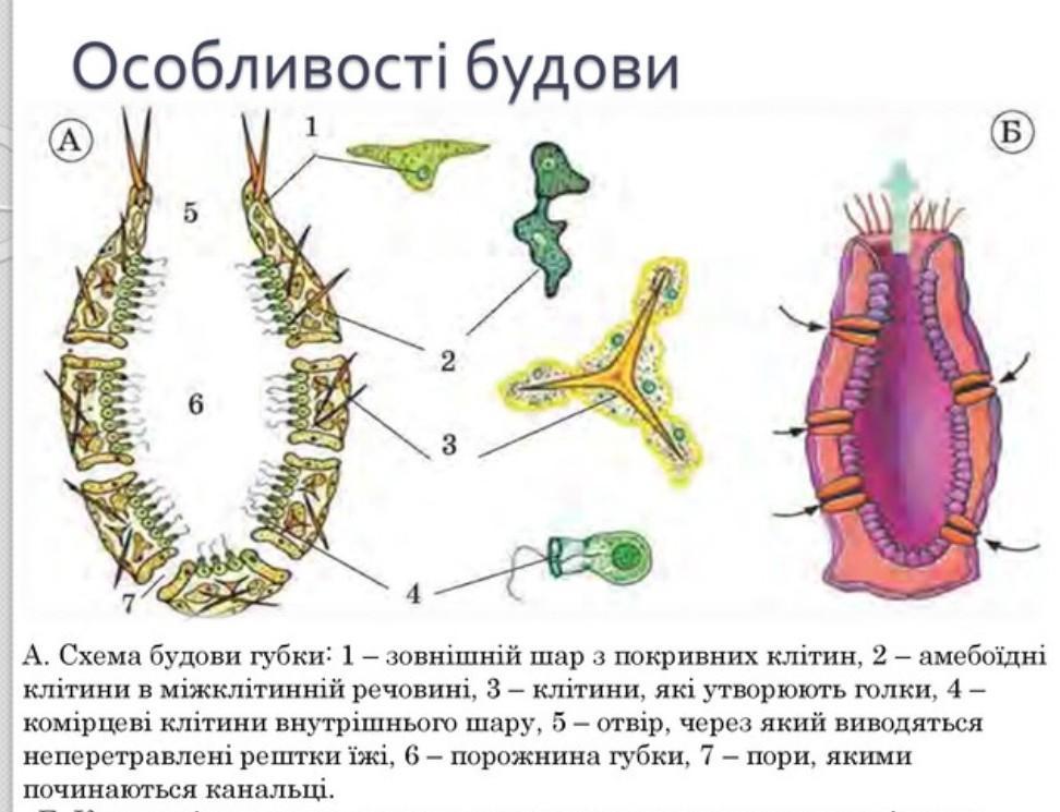 Стенка тела губок состоит из