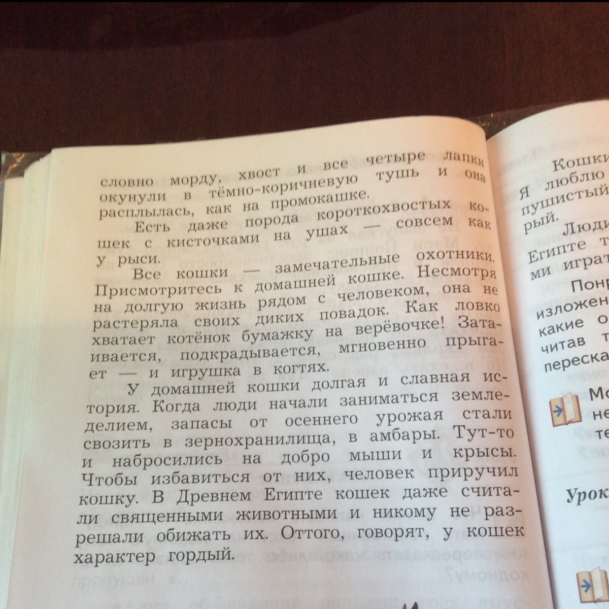 Однажды хозяйка уехала по делам и забыла что у нее на кухне осталась кошка изложение