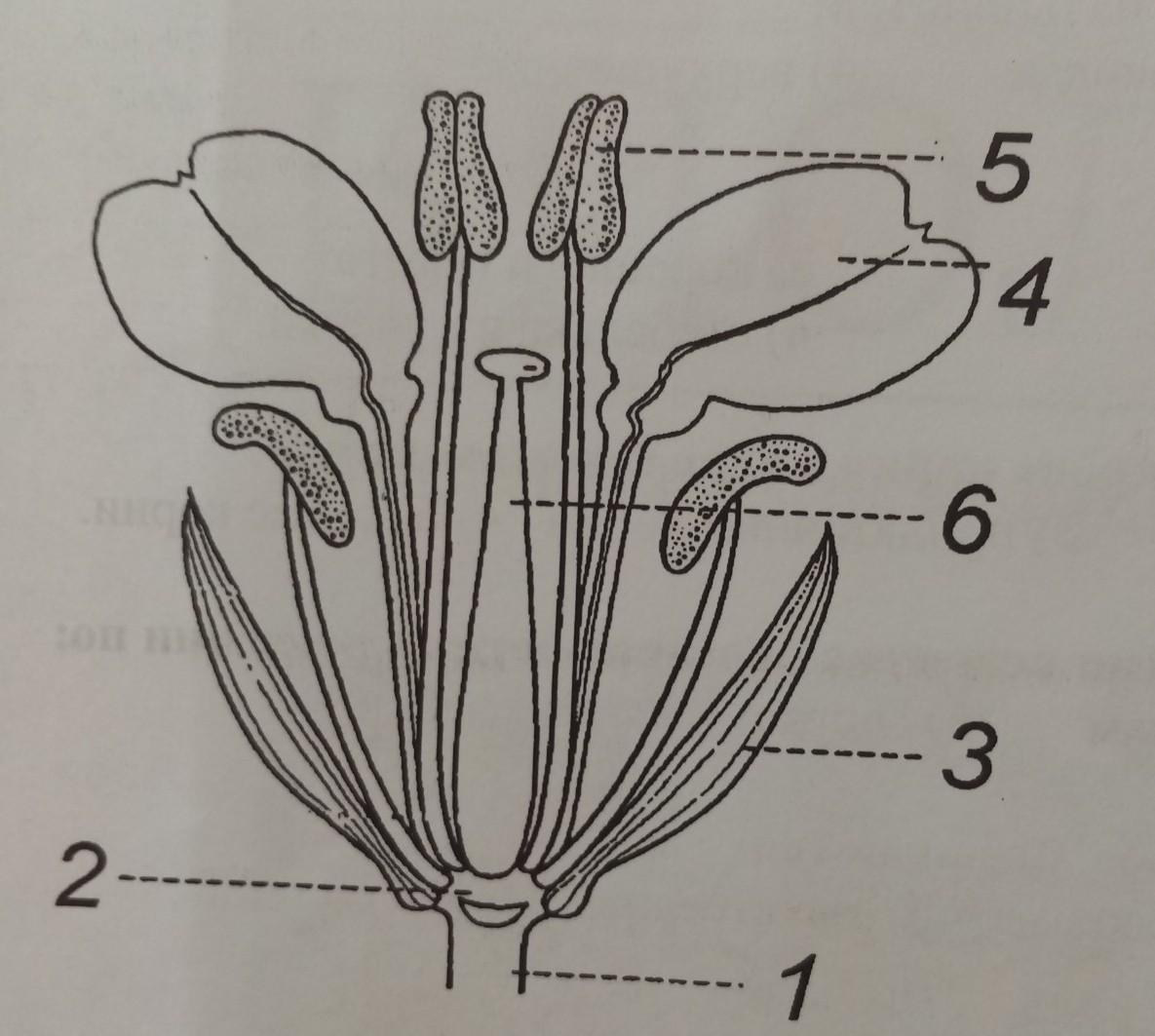 Части цветка биология. На рисунке подпишите названия частей цветка. На рисунке подпишите названия частей цветка биология 6 класс. Используя рисунок , подпишите названия частей цветка. На рисунке подпишите названия частей цветка 1,2,4,10?.
