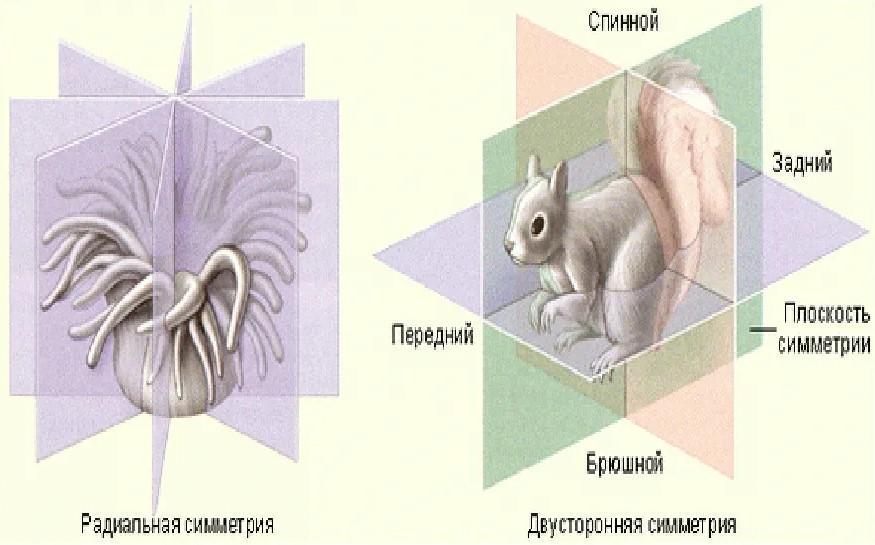 Двустороннюю симметрию тела имеет. Двусторонняя симметрия тела. Двусторонняя симметрия тела у животных. Радиальная и двусторонняя симметрия. Двусторонняя симметрия тела у человека.