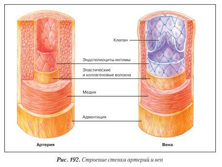 Стенки рис. Строение стенки вены. Строение стенок артерий и вен. Строение стенки артерии и вены. Строение венозной стенки.