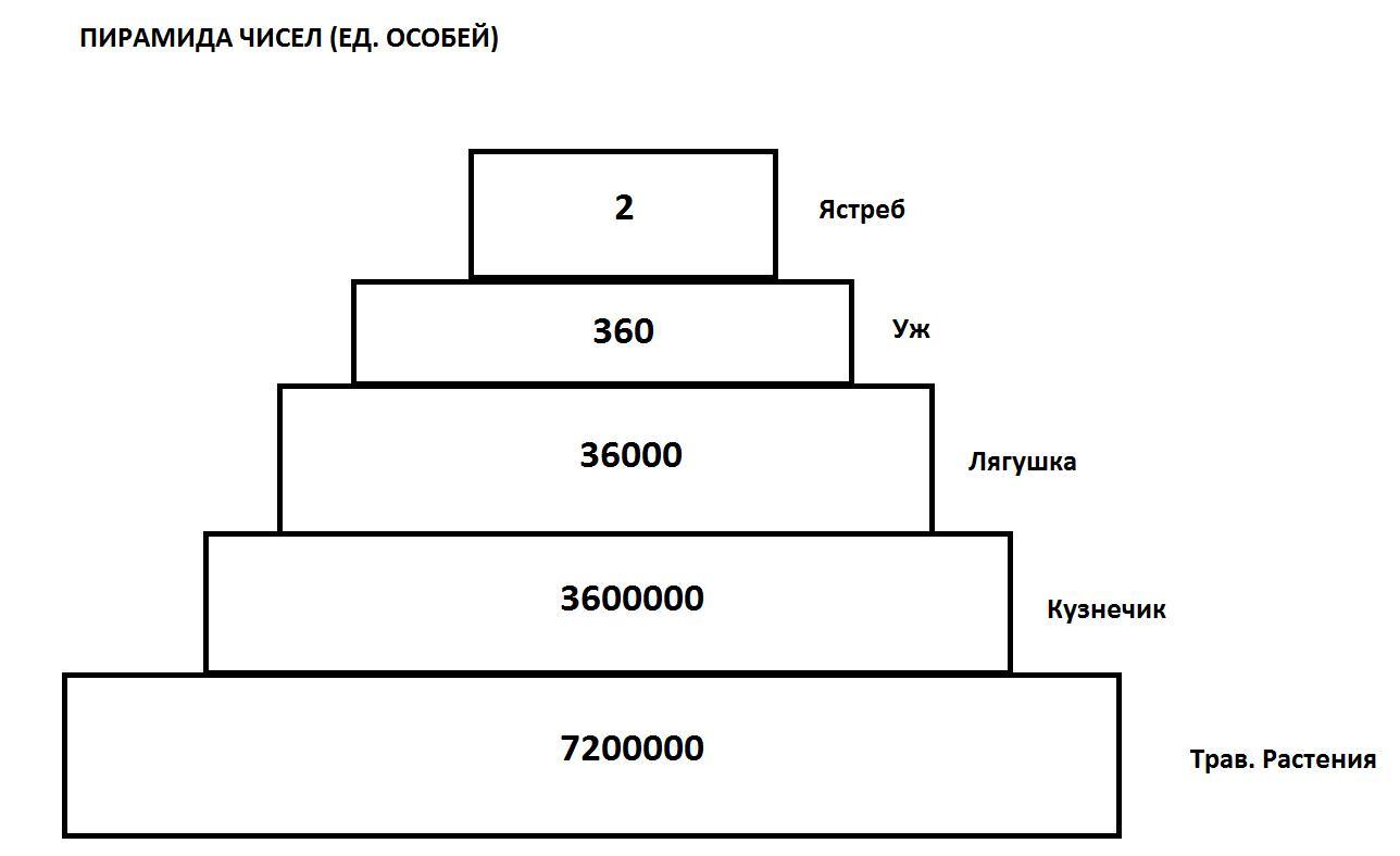 Сколько процентов энергии доходит до второго трофического уровня на приведенной схеме