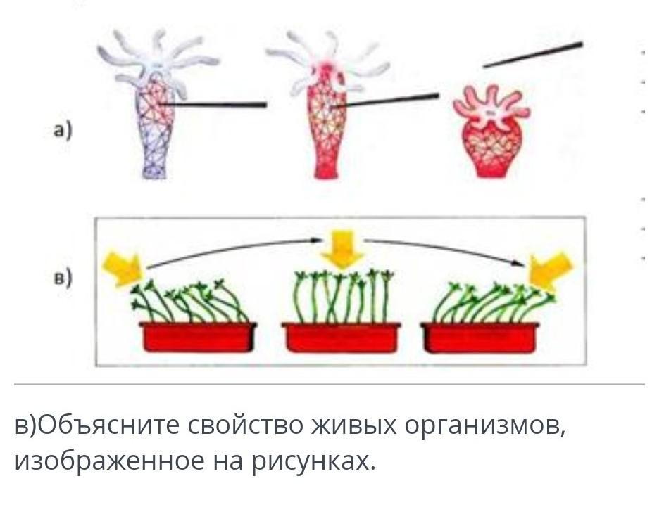 На рисунке изображено растение томата в разные периоды жизни какое общее свойство живых систем ответ