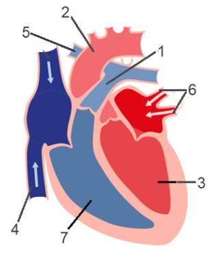 Назовите камеры сердца человека обозначенные на рисунке цифрами 2 и 6 какая кровь