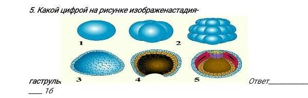 Какой цифрой на рисунке изображена стадия. Какой цифрой на рисунке изображена стадия- гаструлы. Гаструла 4 стадии. Укажите название строения гаструлы под цифрами 1, 4. Поздняя гаструла из пластилина.