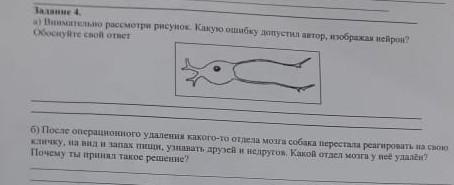 Рассмотрите рисунок 94 найдите место где изображен процесс овуляции