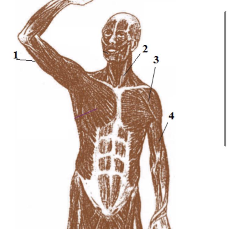 Что на рисунке отмечено цифрой. Мышцы, отмеченные на рисунке цифрами. Отметь какая мышца на рисунке отмечена цифрой 4. Мышцы отмеченные цифрами. Мышцы по цифрам.
