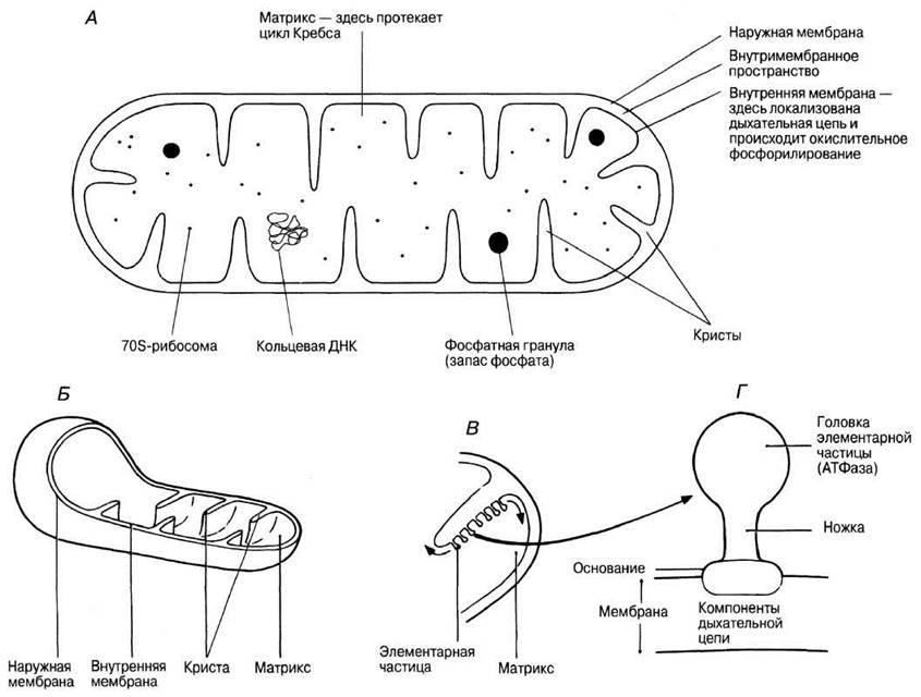 Соотнесите объекты с их обозначениями на рисунке гранула запасных веществ межмембранное пространство