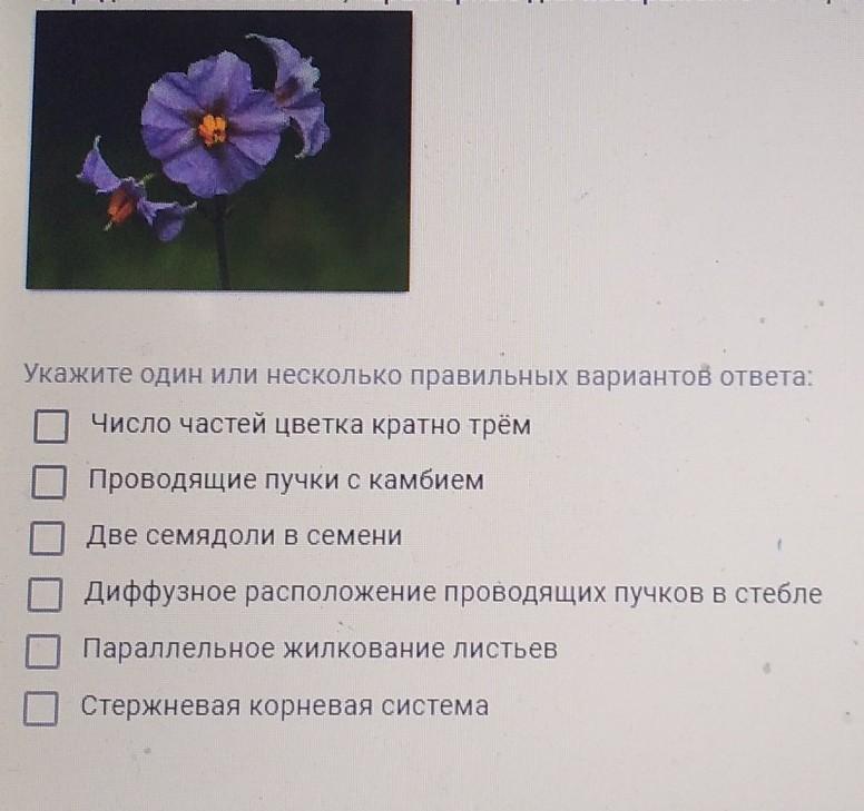 Определи на каком рисунке изображен признак характерный для класса двудольных растений