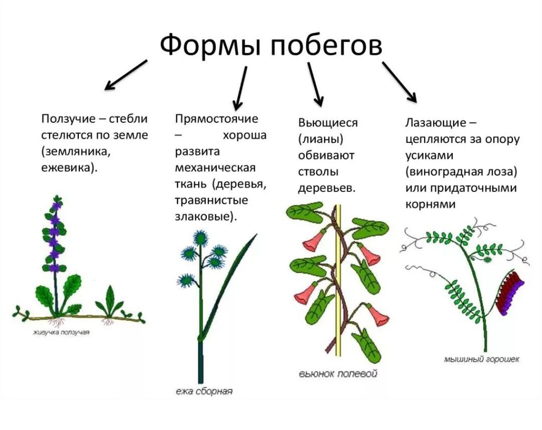 Положение растений. Типы роста побега. Классификация побегов прямостоячие. Побеги прямостоячие и ползучие. Классификация побегов по направлению роста.