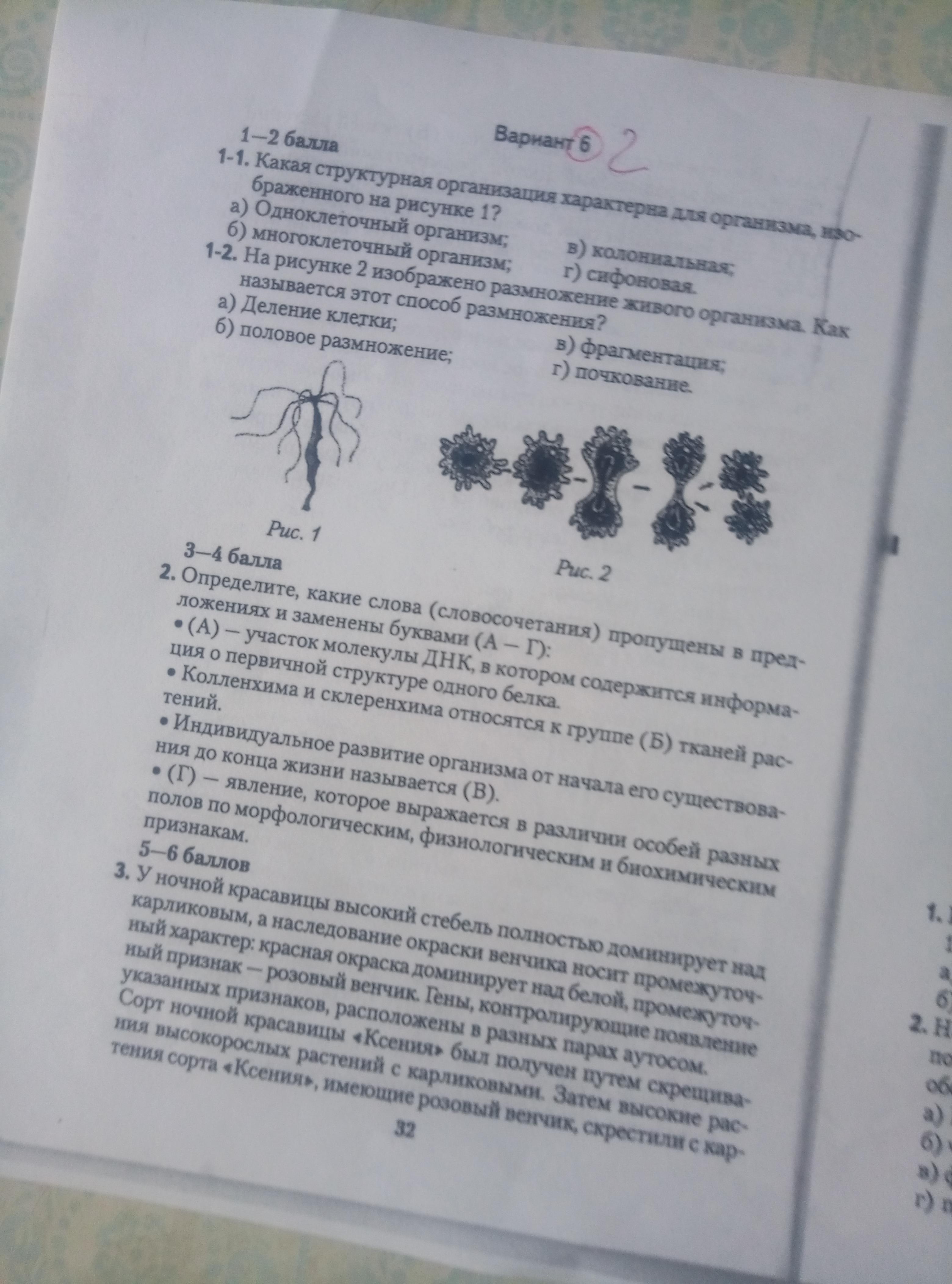 Какая структурная организация характерна для организма изображенного на рисунке