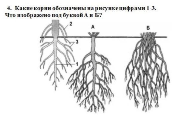 Что изображено на рисунке под цифрой 4