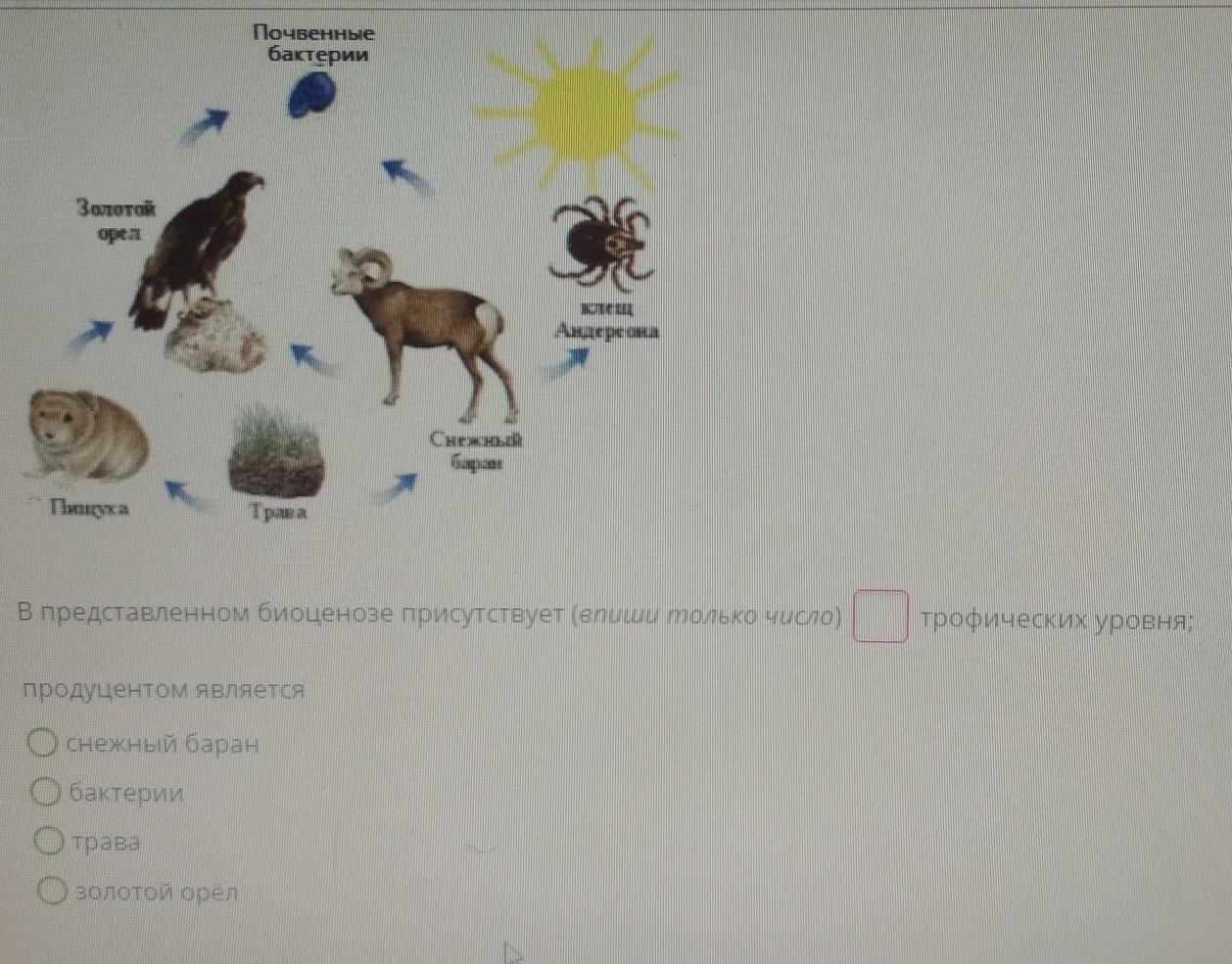 Доклад про редуценты по биологии. Животные консументы 2 порядка. Характеристики верные только для продуцентов в биоценозе. Продуценты в биоценозе. Характеристики верные только для продуцентов в биоценозе.