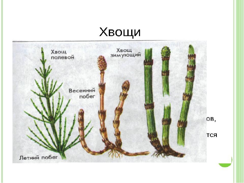 Хвощи и плауны рисунок