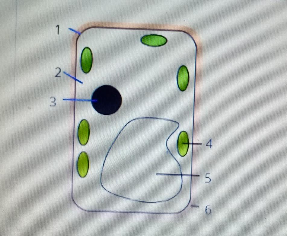 На рисунке изображена растительная клетка ответь на вопросы