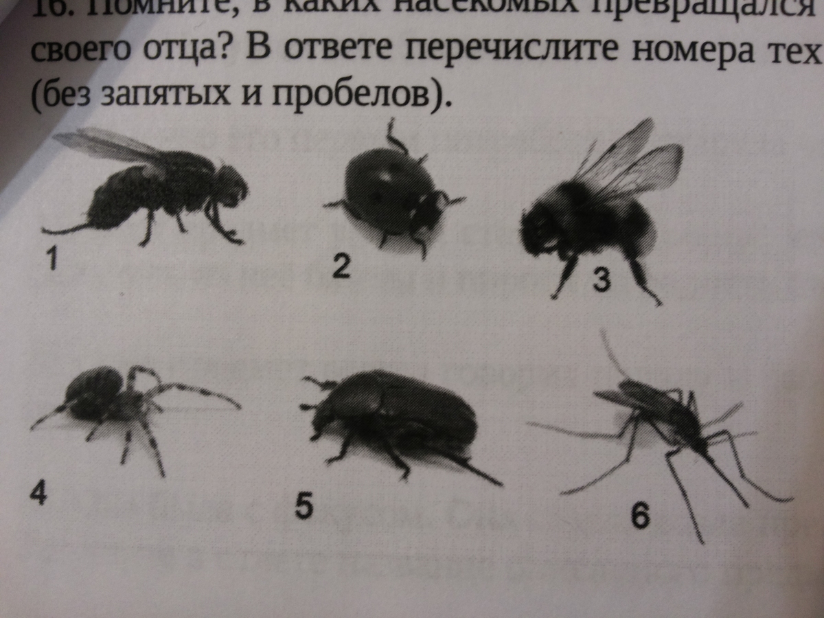 В какое насекомое превратился гвидон. Гвидон превращался в каких насекомых.