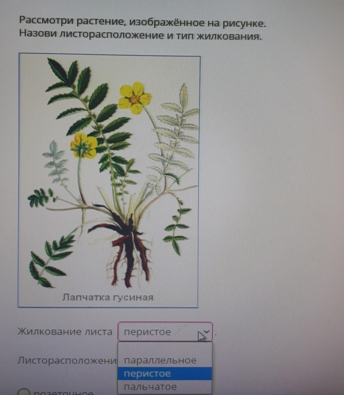 Рассмотрите растение изображенное на рисунке. Лапчатка гусиная жилкование. Лапчатка гусиная рисунок. Лапчатка гусиная жилкование листа. Лапчатка гусиная листорасположение.