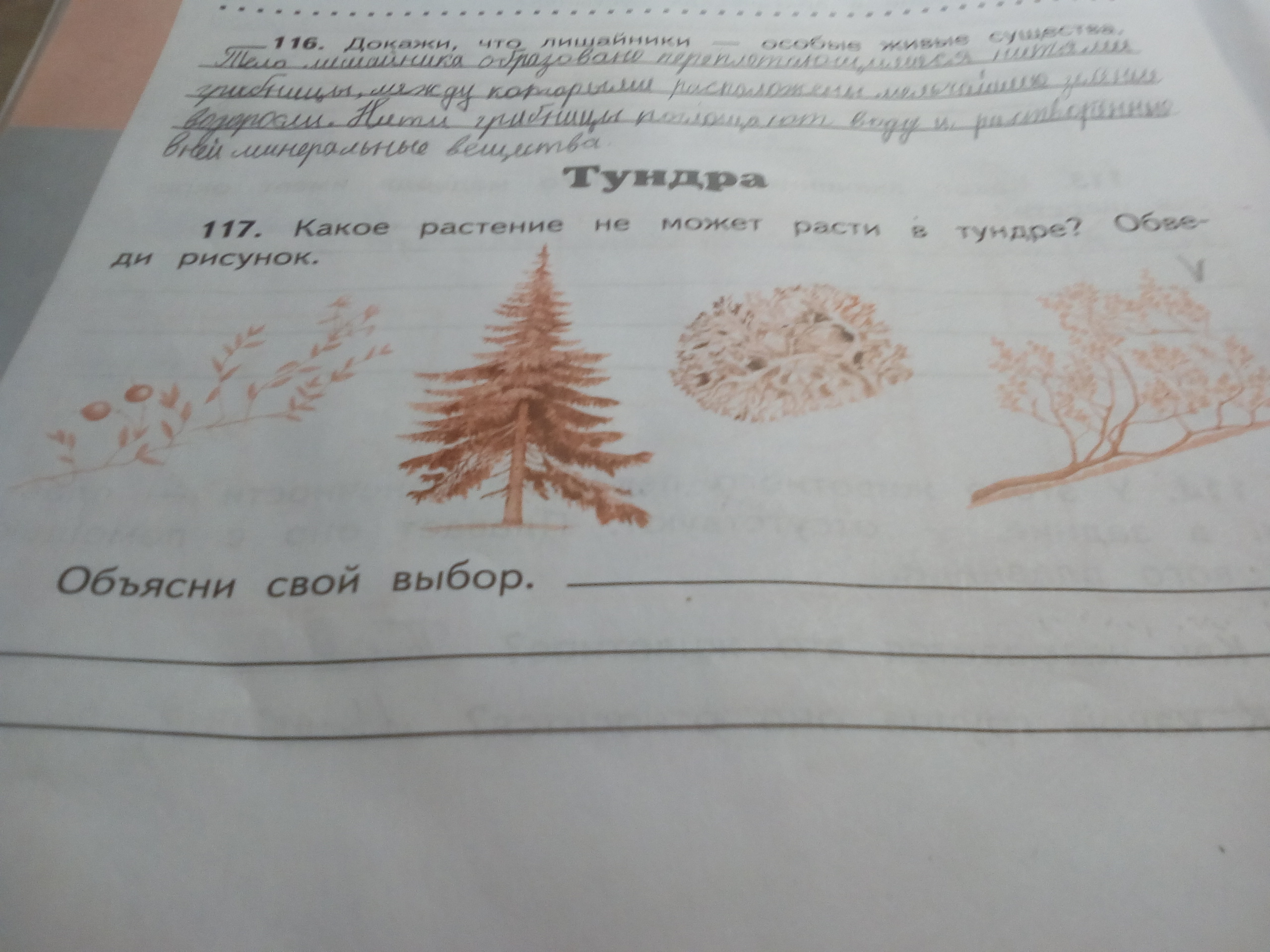 Какое растение не может расти в тундре обведи рисунок объясни свой выбор