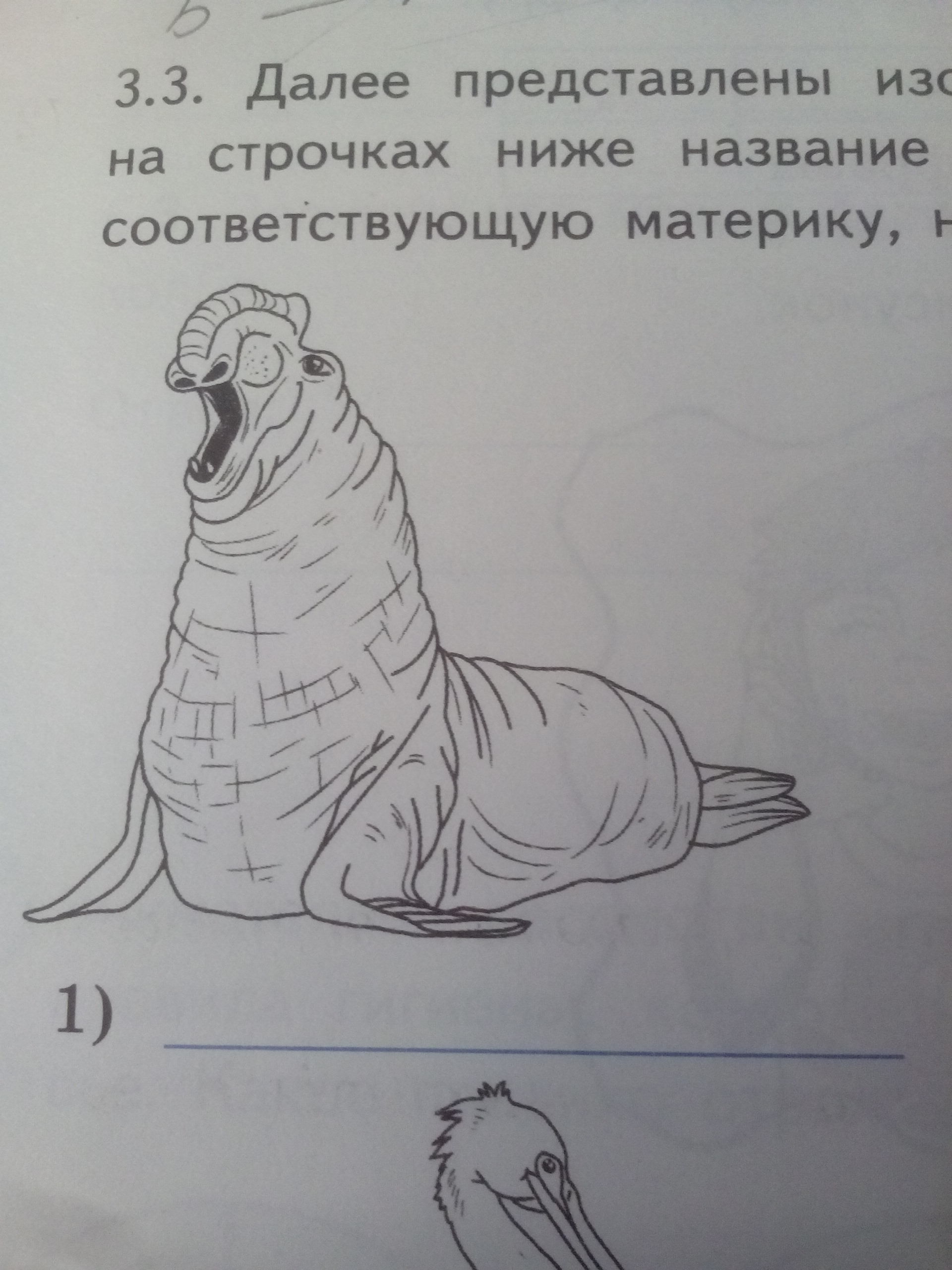 Далее представлены. Далее представлены изображения. Запиши название на строчках ниже название каждого животного. На рисунках представлены изображения пеликана пингвина тюленя. Пеликан Пингвин тюлень броненосец.