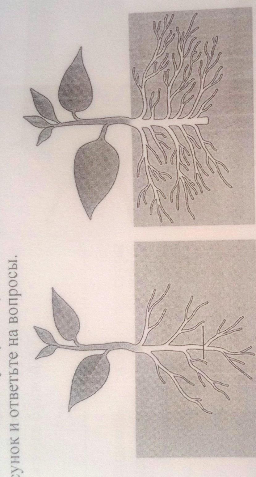 На представленном ниже рисунке ученик увидел один из агротехнических приемов рассмотрите рисунок впр