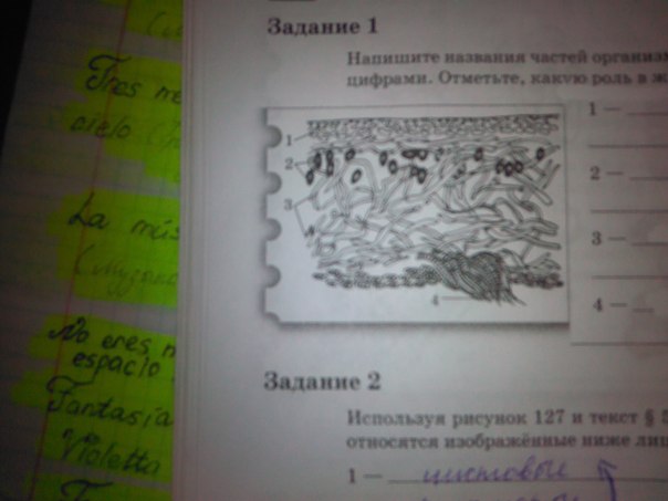 Запиши название органа обозначенного на рисунке цифрой 3 в именительном падеже