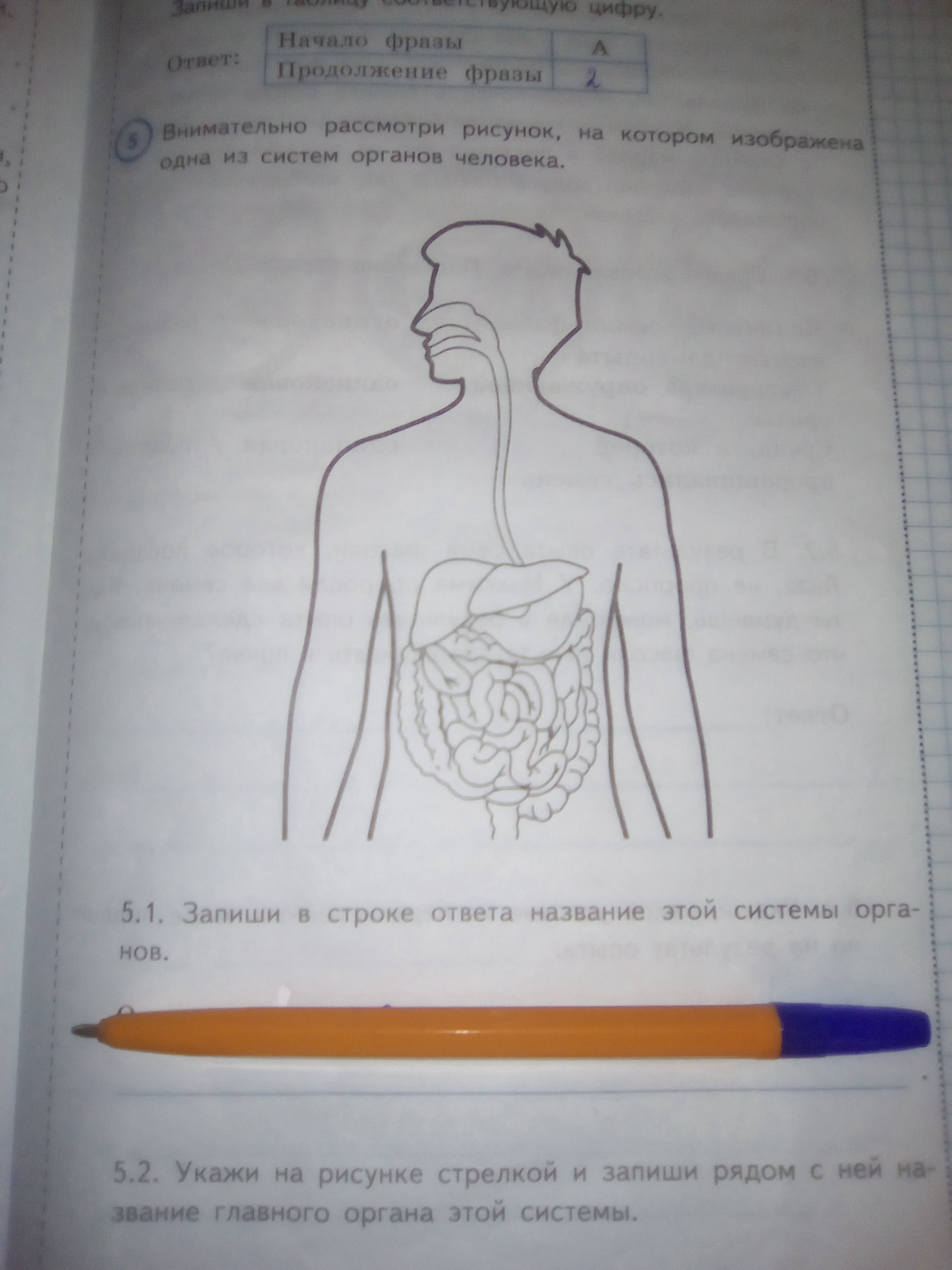 Рассмотри рисунок укажи. Запиши в строке название этой системы органов. Одна из систем органов человека ВПР 4 класс. Изображена одна из систем органов человека. Внимательно рассмотрите рисунок на котором изображена одна из систем.