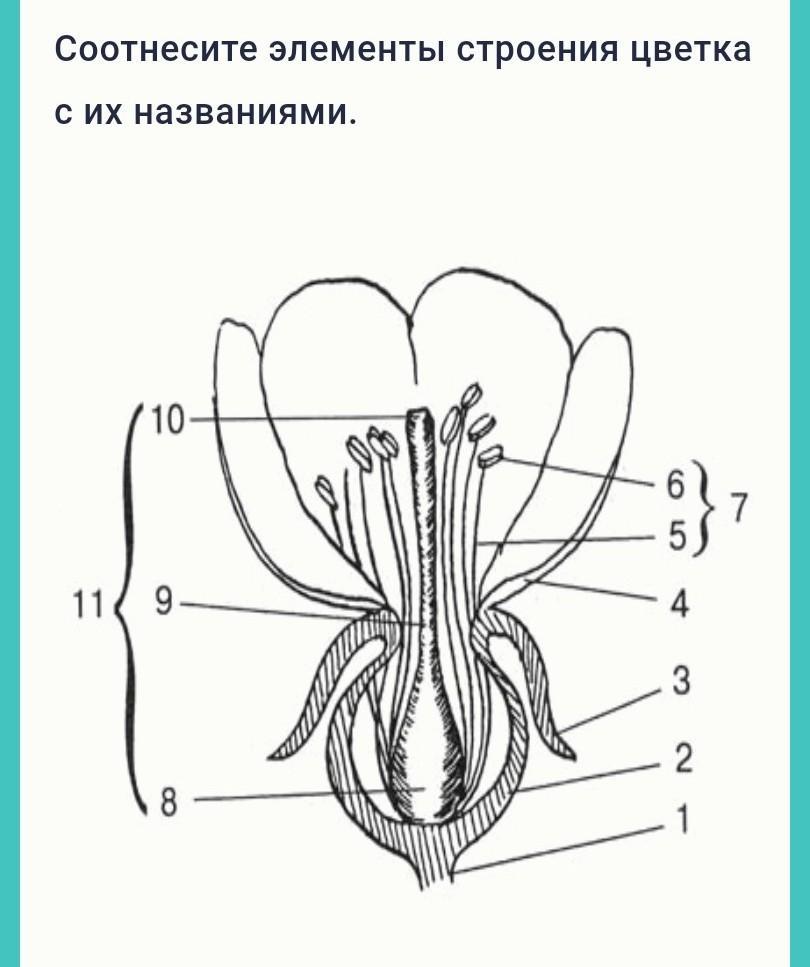 Чашелистик тычиночные нити рыльце